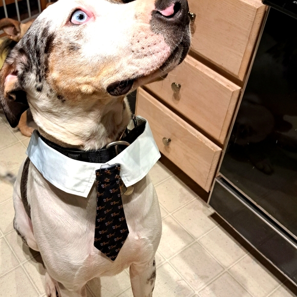 🙃6/$10 Neck Tie For Your Large Dog - Picture 2 of 7